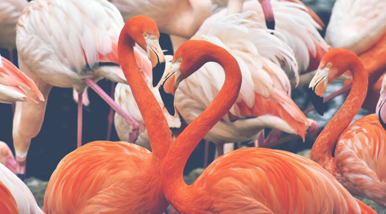 Our top 3 flowers in Pantone’s Colour of the Year 2019 – Living Coral