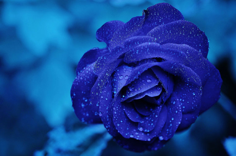 Classic Blue Flowers